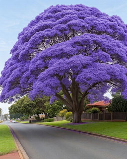 Large jacaranda tree with vibrant purple blossoms on a suburban Australian street