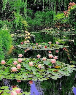 Garden pond filled with pink water lilies and green lily pads surrounded by lush vegetation