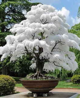 Large potted Chionanthus retusus tree covered in white blossoms in a garden