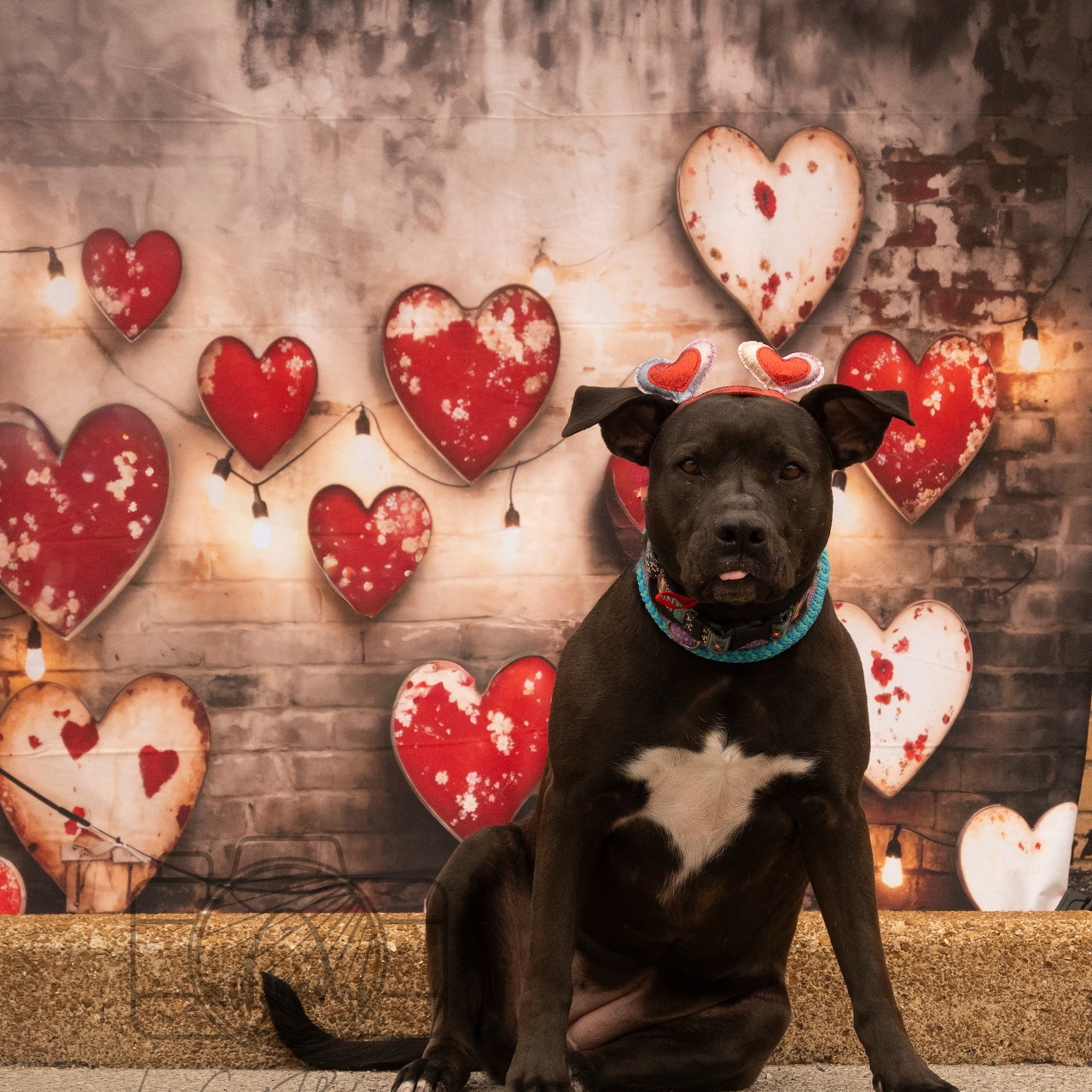 Black dog sitting in front of wall with red heart decorations and string lights