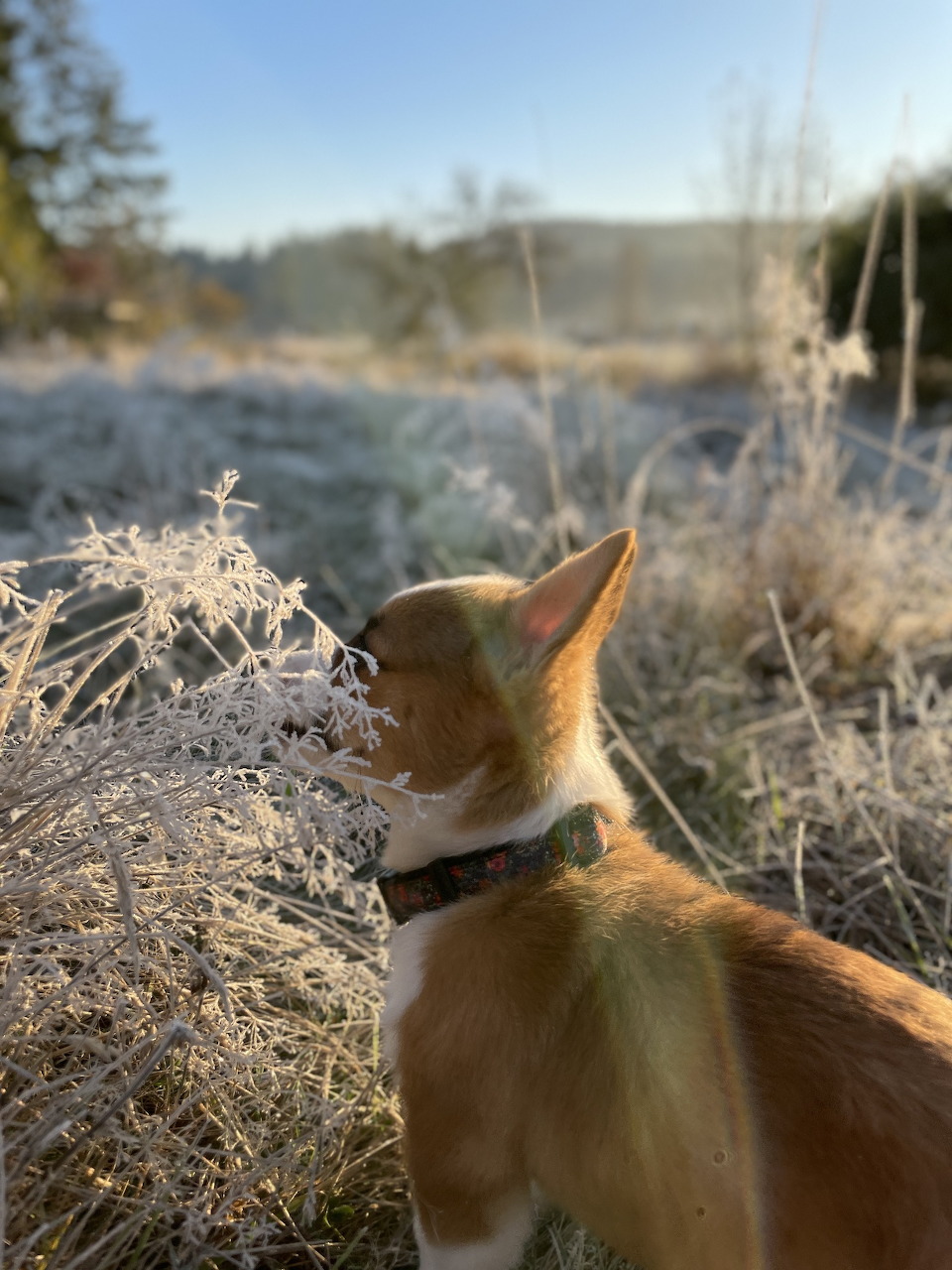 Welsh Corgi sniffing frost-covered grass at sunrise on a cold morning.
