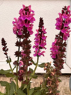 Purple loosestrife flower spikes with magenta blooms on tall stems
