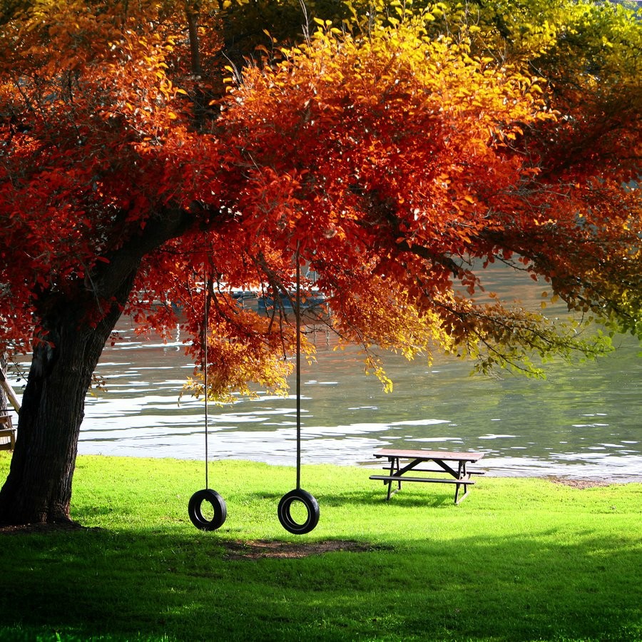 Red autumn tree with tire swing beside a tranquil lake and picnic table