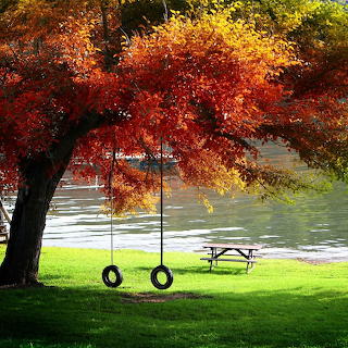 Autumn Tree with Tire Swing