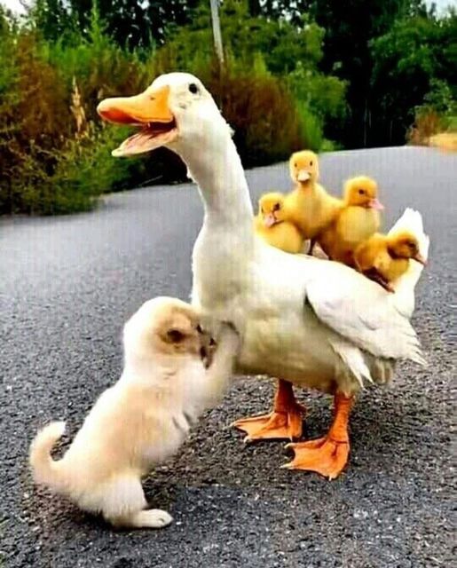 White goose carrying yellow ducklings on back while white puppy sits nearby on pavement