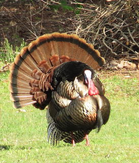 Wild turkey standing on grass with fully fanned tail feathers