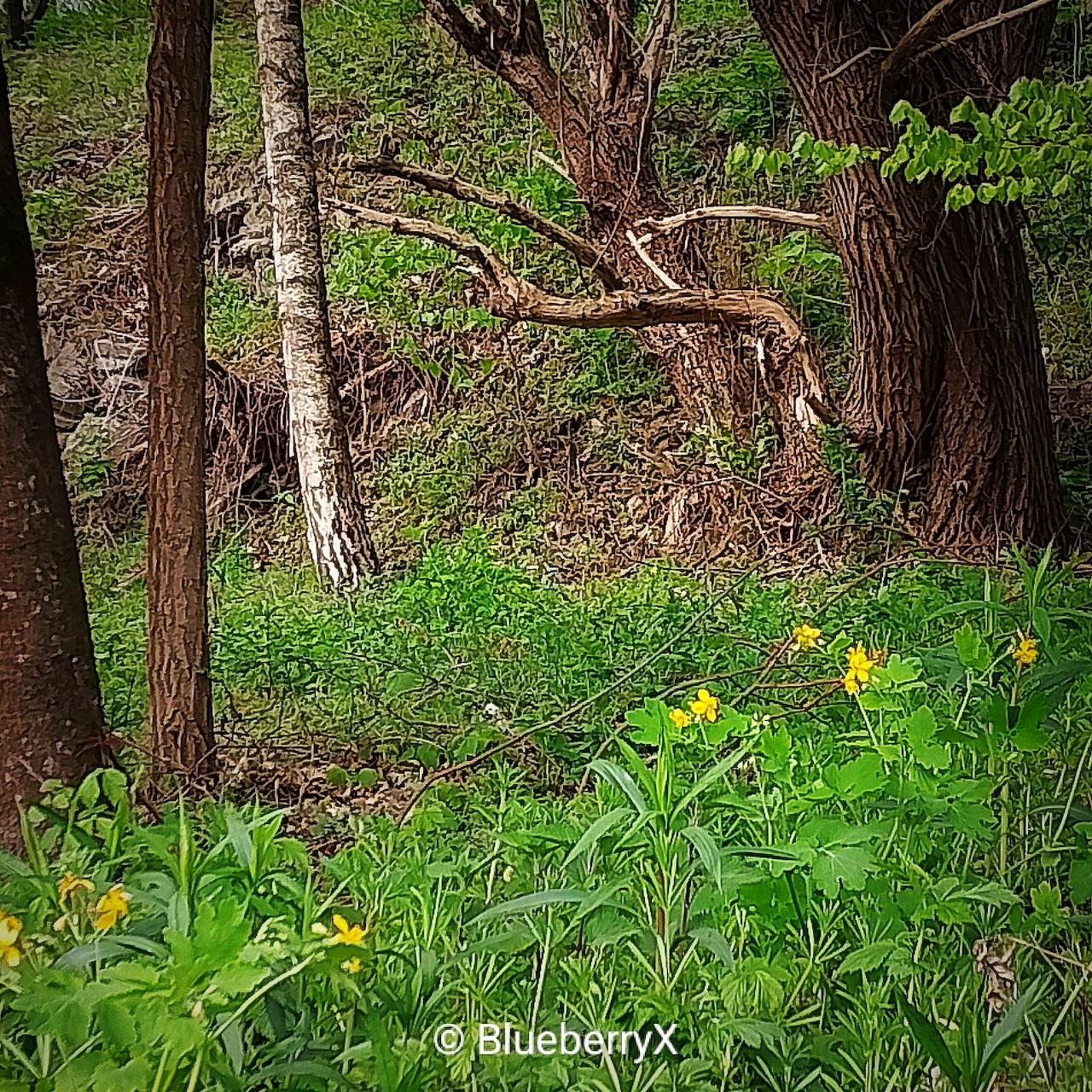 Forest Wander
