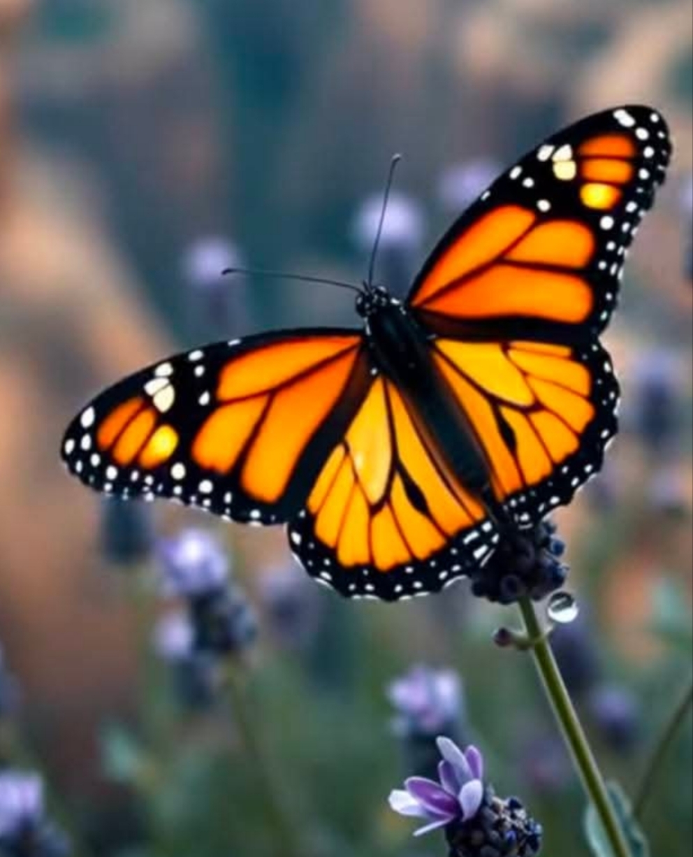 Orange and black monarch butterfly resting on purple flowers with a blurred background