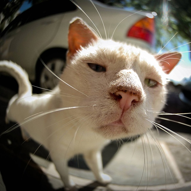 Close-up of a white cat with a curious face outdoors near a car