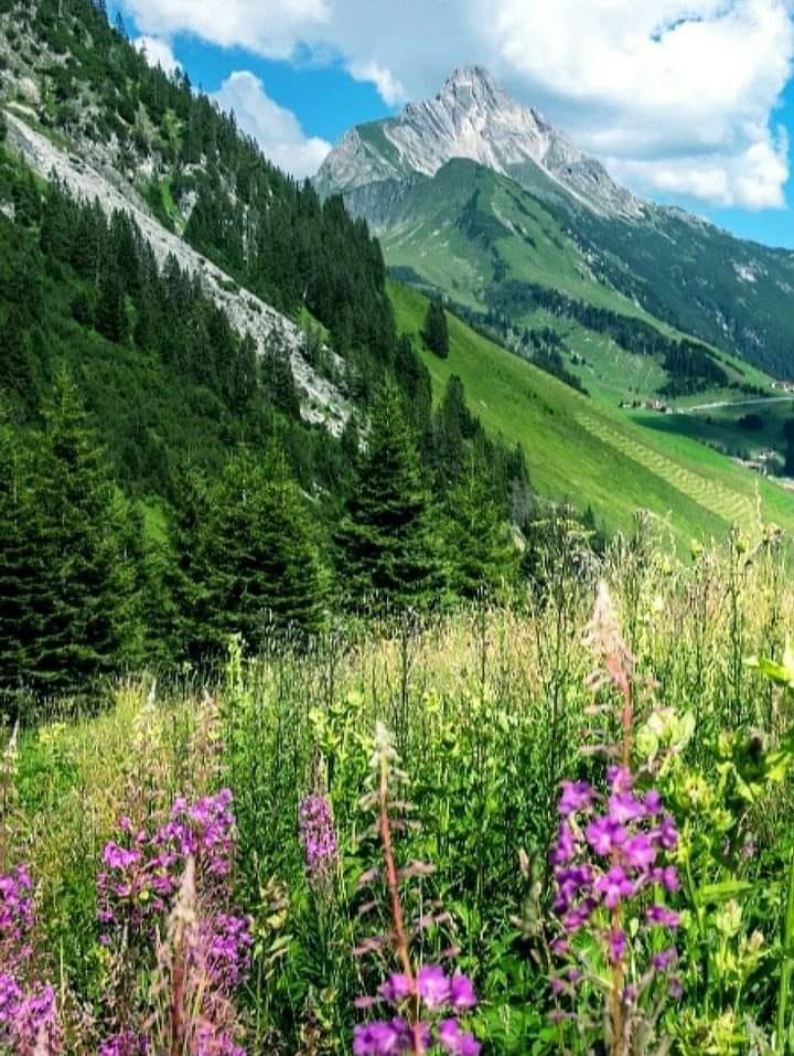 Alpine Wildflower Valley