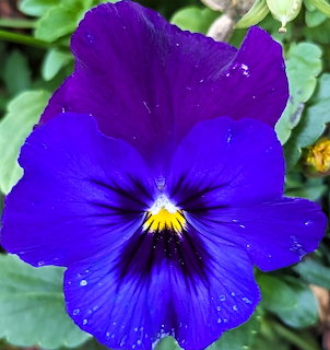 Close-up of a blue and violet pansy flower with a yellow center