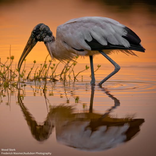 Wood stork with dark head and white plumage wading in water at sunset, reflection visible on calm surface