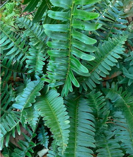 Close-up of layered green fern fronds filling the frame