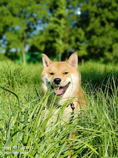 Shiba Inu dog sitting in tall green grass with mouth open in happy expression