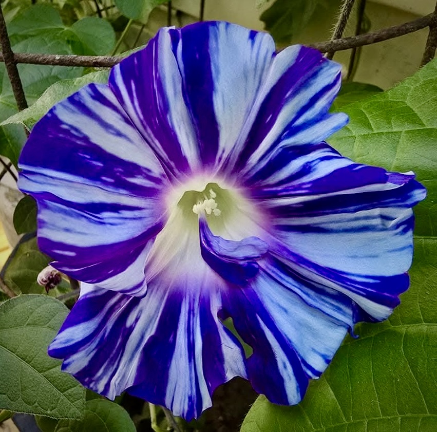 Close-up of a striped purple and blue morning glory flower with white center and green leaves
