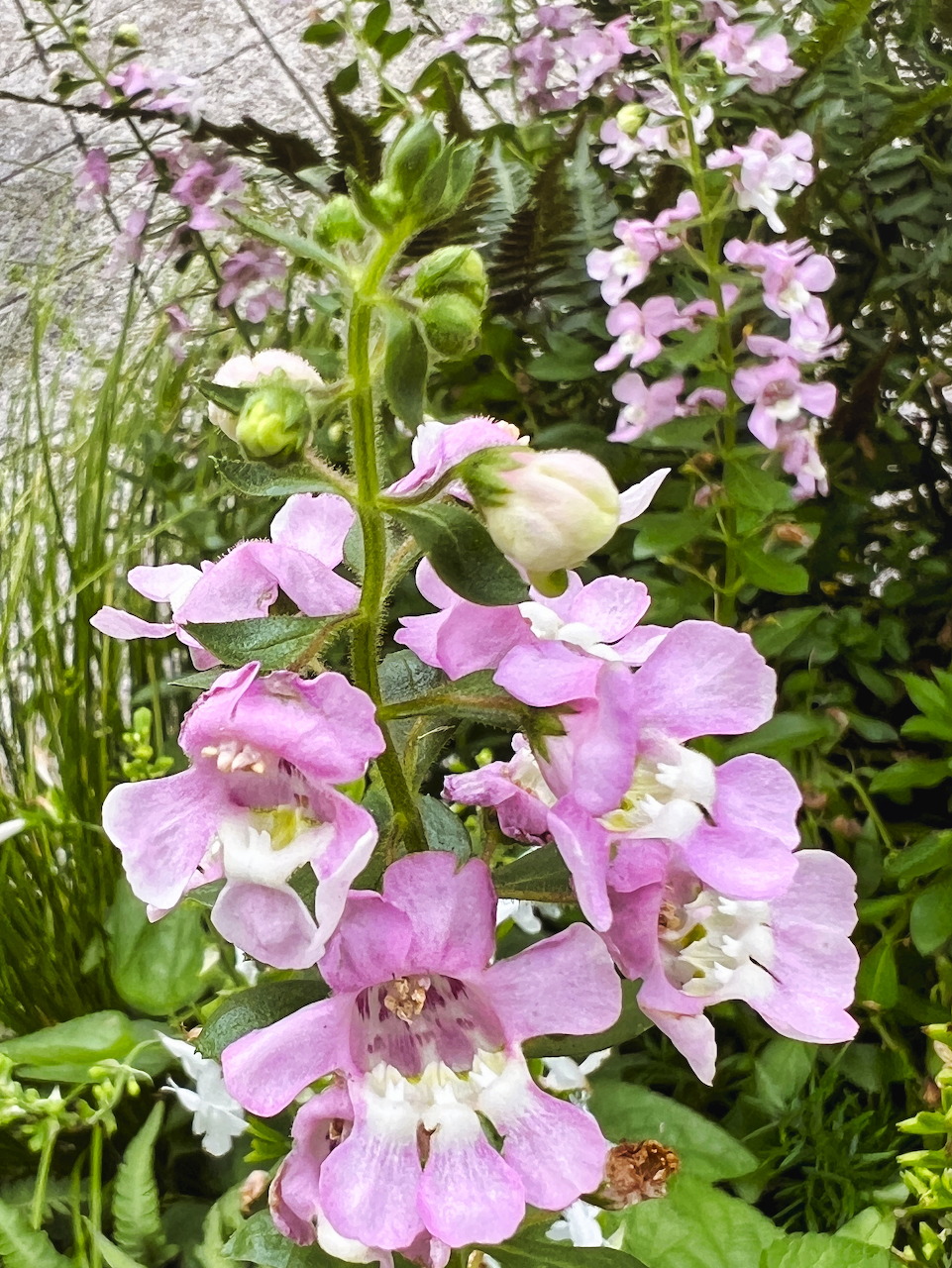 Close-up of pink angelonia flowers on green stems in a garden