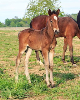 Young Colt with Mare