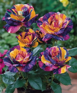 Five multicolored roses with purple and orange flame-patterned petals on green stems with leaves