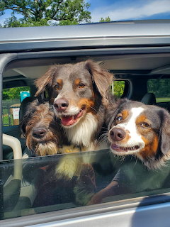 Three dogs with brown and white fur looking out of a car window, appearing happy and excited