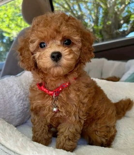 Cavoodle Pupy