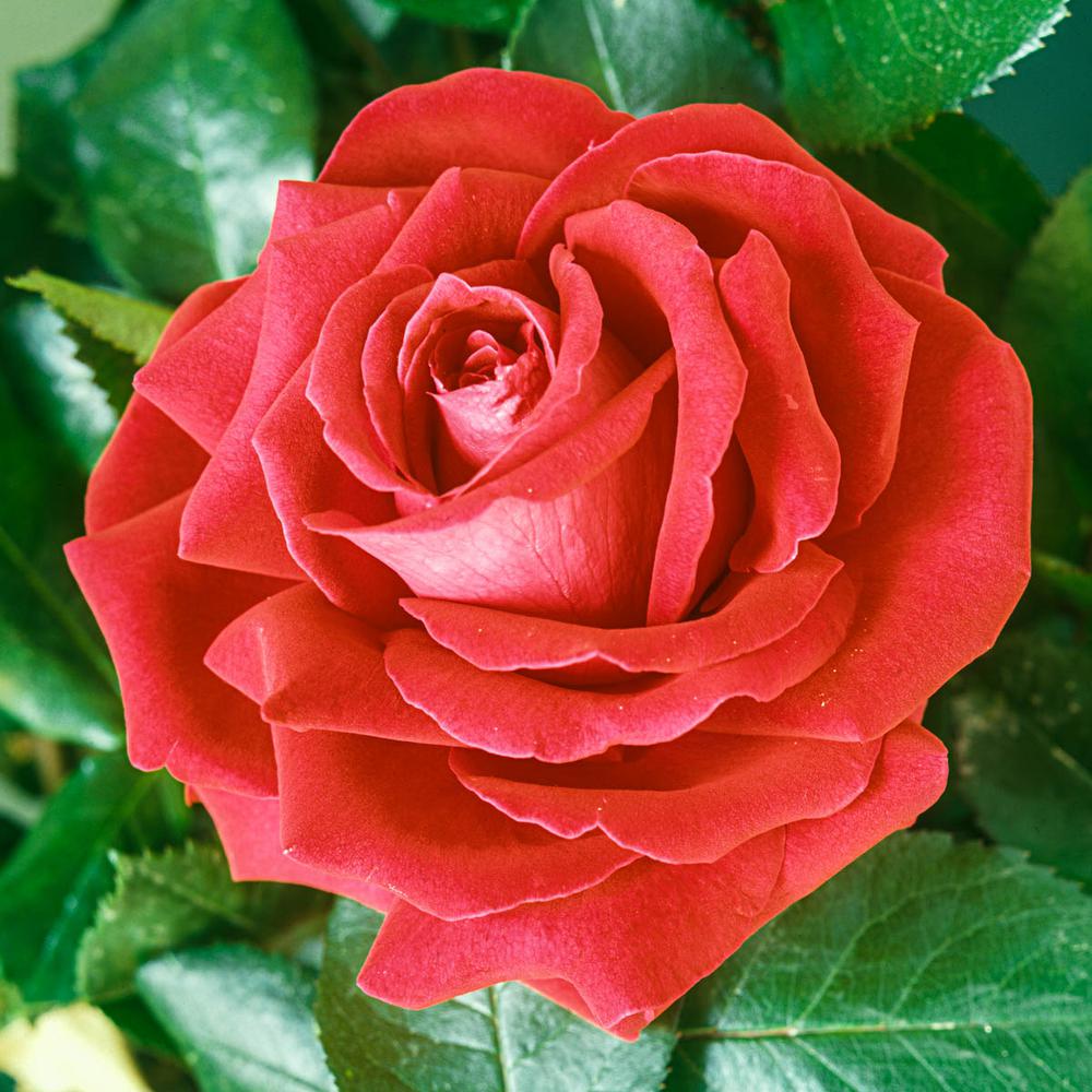 Tropicana Rose Bloom