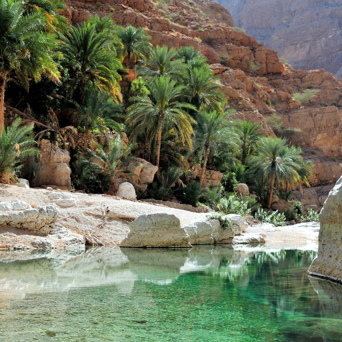 Palm trees and clear green water in a rocky desert oasis