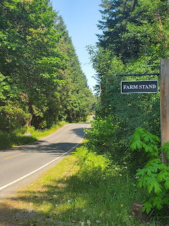 Country road with evergreen trees and farm stand sign under blue sky