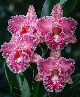 Close-up of pink and white speckled orchid flowers with ruffled petals against dark green leaves