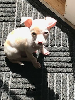 Chihuahua on Doormat