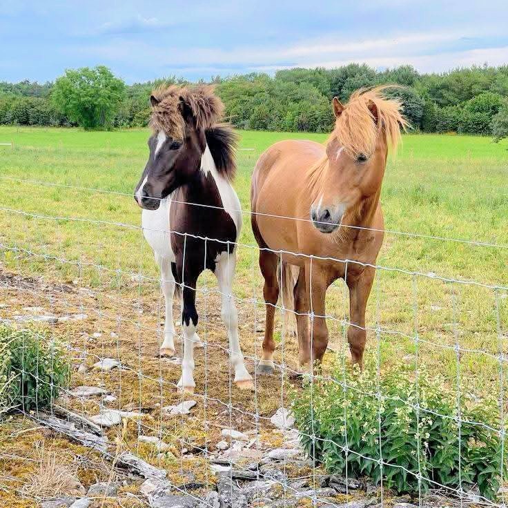 Horses on the Farm