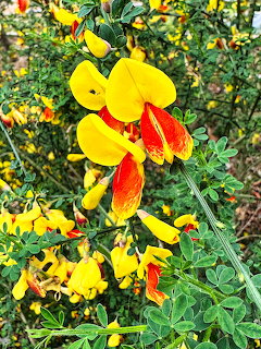 Bright yellow and red Scotch broom flowers with green leaves on a bush