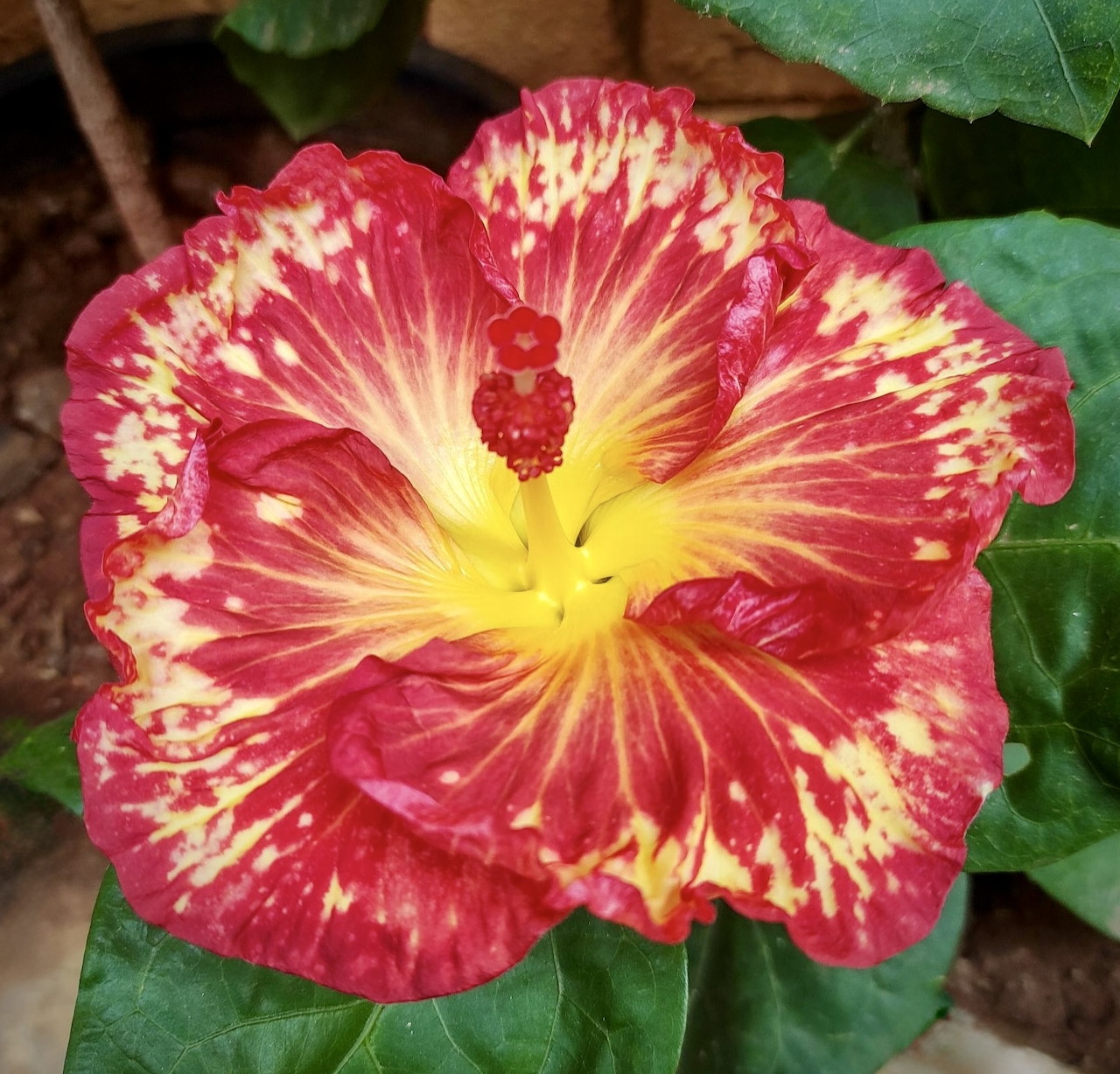 Close-up of a red and yellow hibiscus flower with green leaves