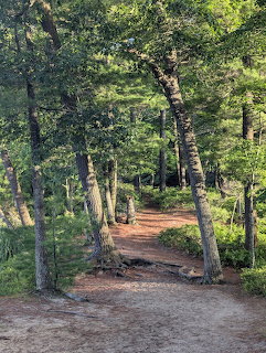 Ludington Forest Trail Sunset