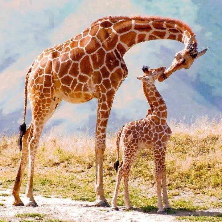 Adult giraffe bending toward a young calf on dry grass