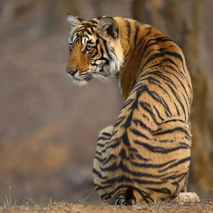 Sitting Bengal Tiger