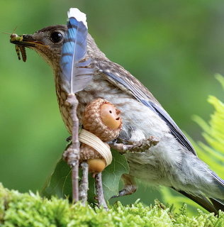 Brown bird holding insects beside a small acorn figurine on moss