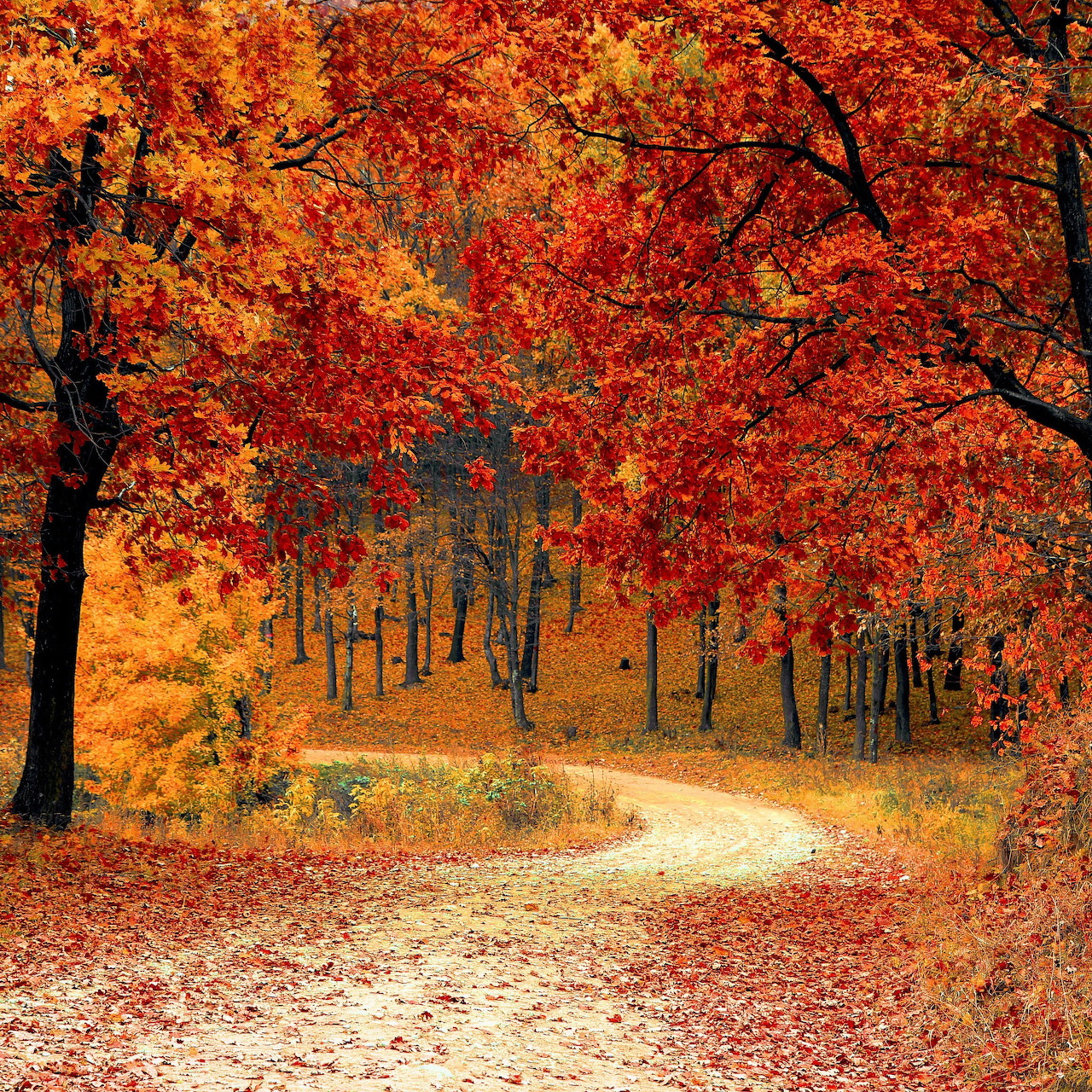 Winding path through a forest with bright red and orange autumn foliage and fallen leaves