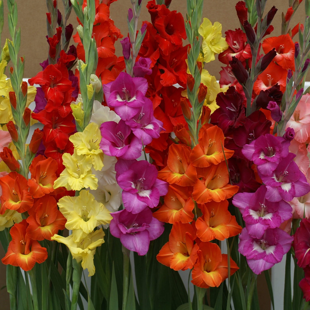 Colorful gladiolus flowers in red, orange, yellow, pink and purple standing tall with green leaves