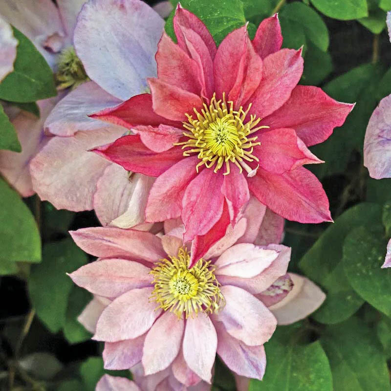Two pink clematis flowers with yellow stamens bloming among green leaves