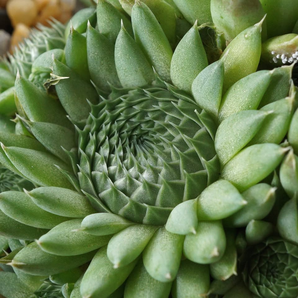 Close-up of green succulent with spiral rosette of thick leaves