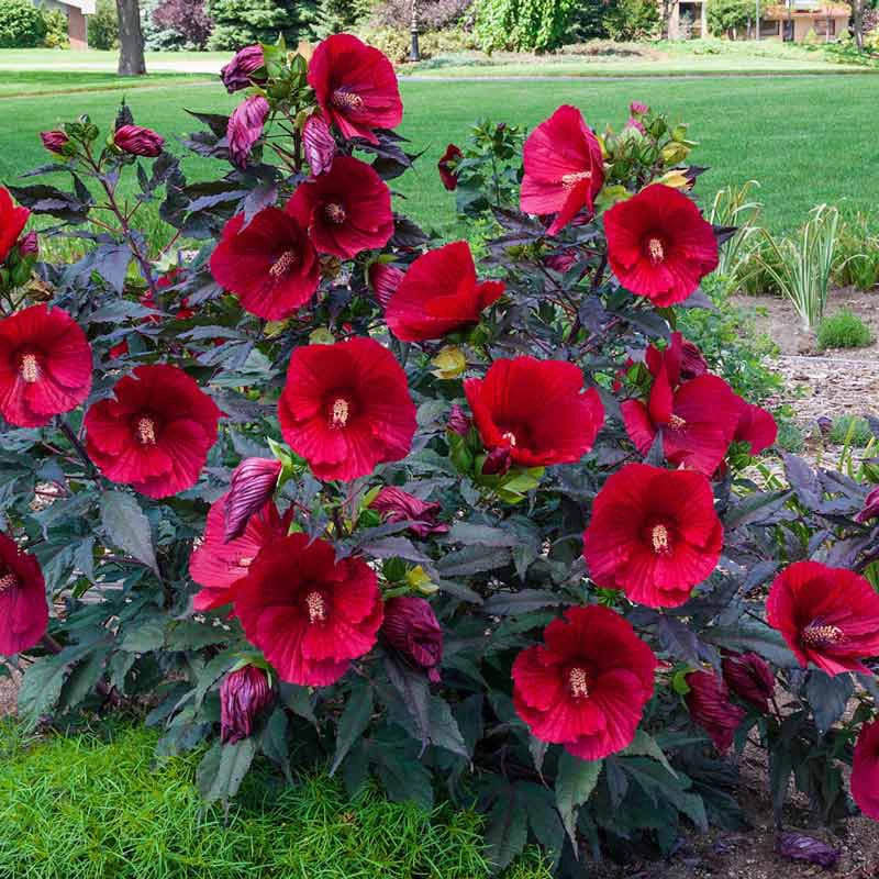 Red Hibiscus Garden