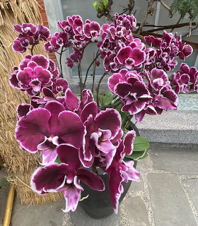 Poted purple and white phalaenopsis orchids with many blooms displayed outdoors