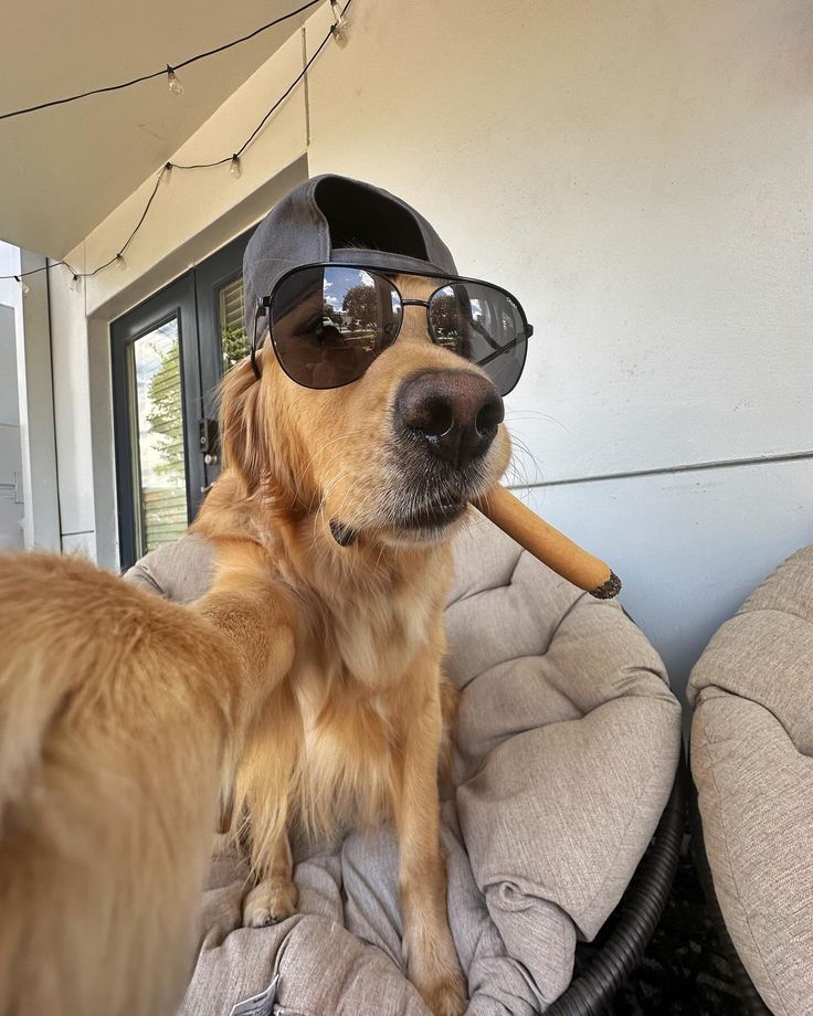Golden retriever wearing sunglasses and holding a cigar on a couch