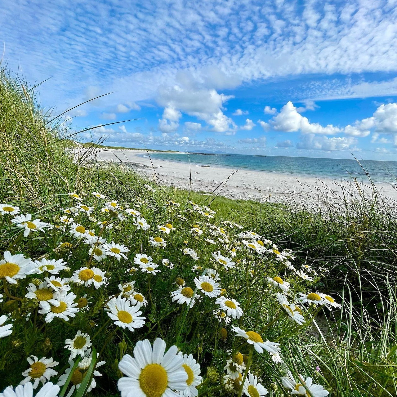 White daisies on coastal grass dunes with ocean and cloudy blue sky in background