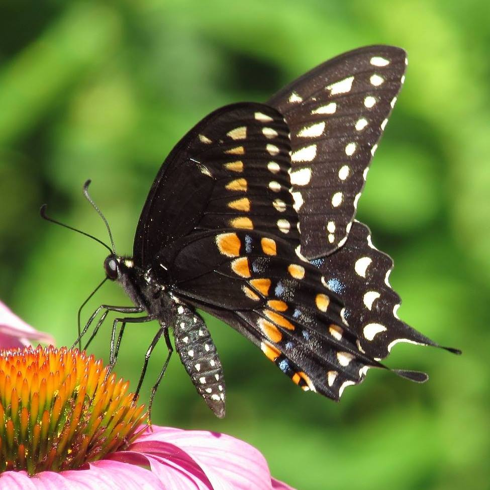 Black swallowtail butterfly with yellow spots perched on pink coneflower