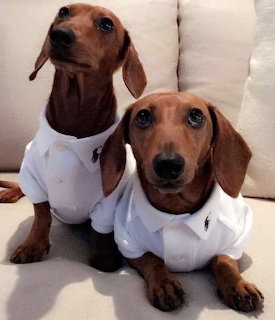 Two brown dachshunds in white shirts sitting on white bedding