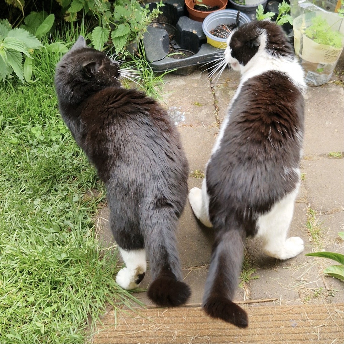 Two fluffy cats standing on a garden path next to grass and potted plants