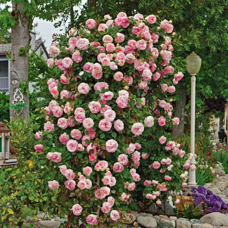 Tall garden bush covered in pink roses with greenery and flowers around it