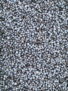 Wild Maine Blueberries