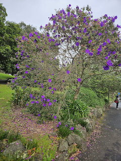 Purple Flowering Tree in Park